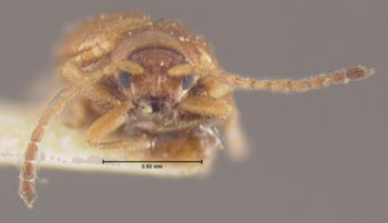 Media type: image;   Entomology 33922 Aspect: head frontal view